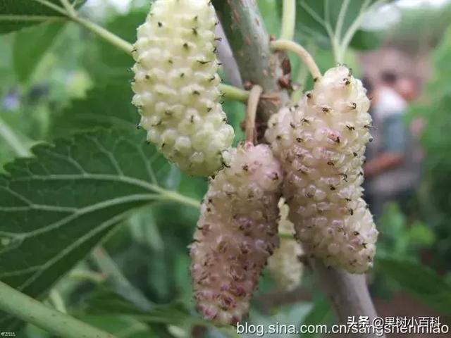果桑的栽培与管理!