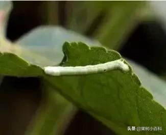 果桑的栽培与管理!