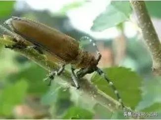 果桑的栽培与管理!