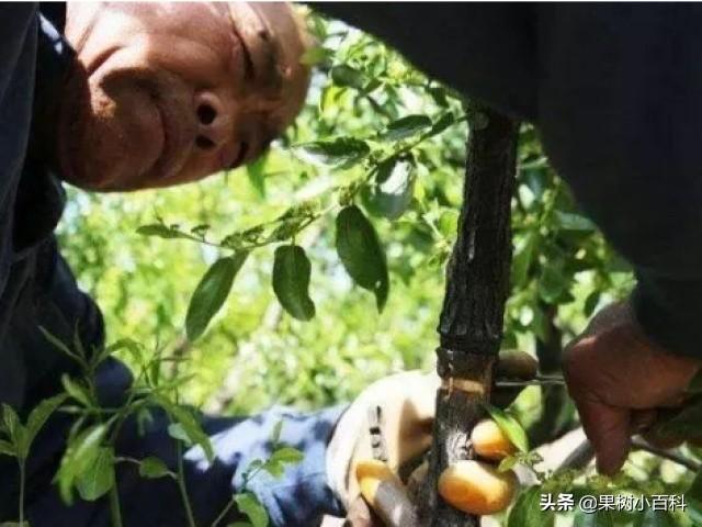 步入5月,冬枣管理要点:适时追施花前肥,重视病虫害的防治