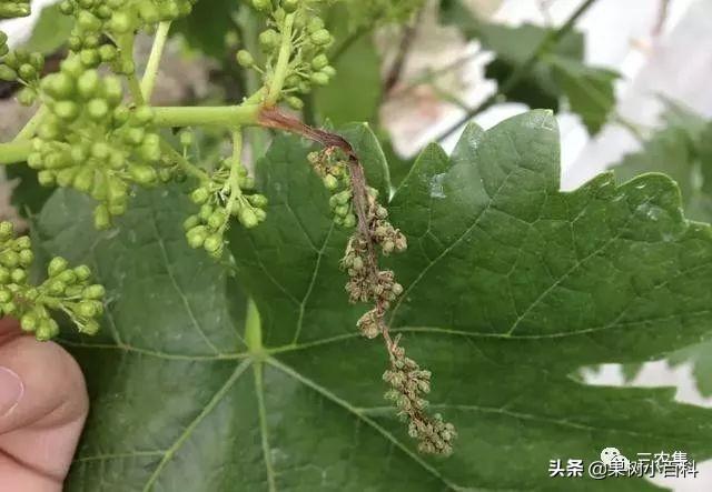 葡萄花期总是烂穗烂花？谨防穗轴褐枯病，花期遇雨更要留意