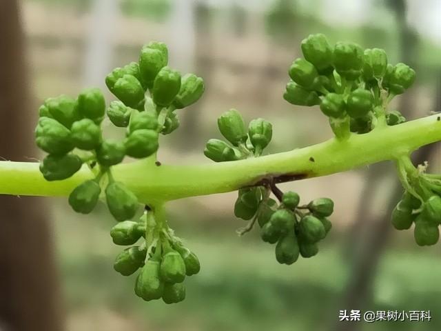 葡萄花期总是烂穗烂花？谨防穗轴褐枯病，花期遇雨更要留意