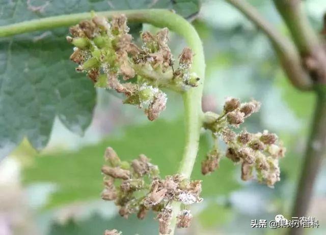 葡萄花期总是烂穗烂花？谨防穗轴褐枯病，花期遇雨更要留意