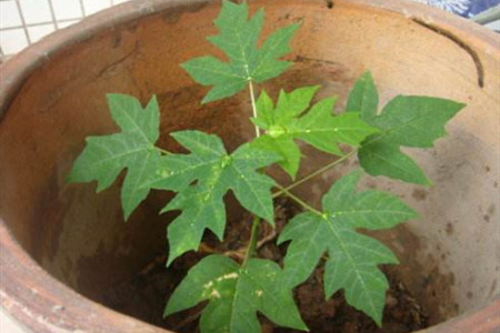 木瓜籽怎么种小盆栽