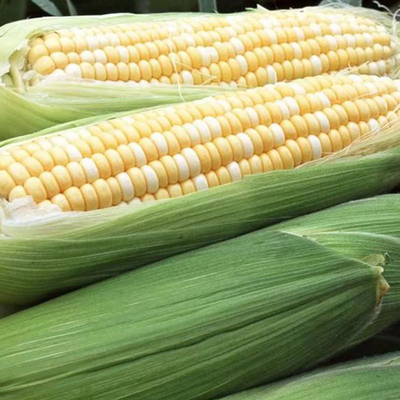 三大甜玉米品种强势对比！产量高，口感好和易栽培，农户更青睐哪一种？