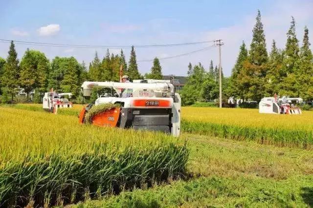 从保成本到保收入，上海试点粮食收入综合保险