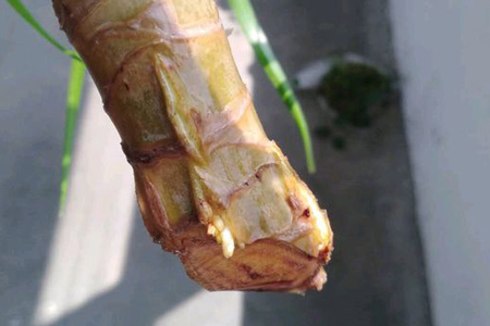 龙须树没根能水培吗