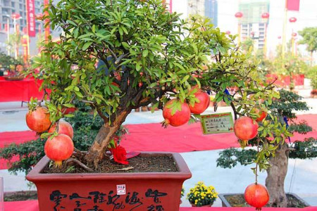 石榴树移栽的最佳时间