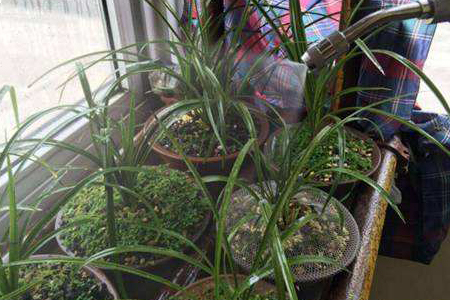 怎么种植兰花容易活