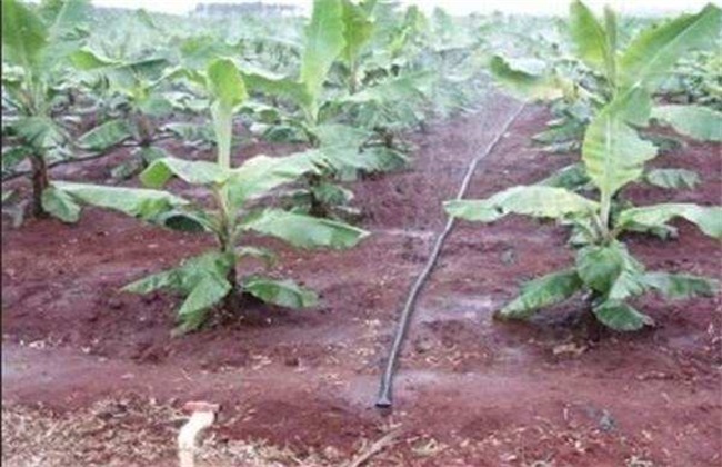 香蕉施肥技术