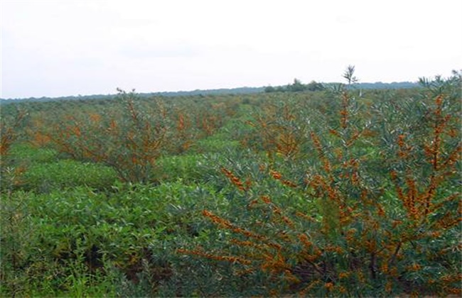 沙棘果种植技术