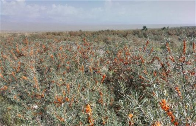 沙棘果种植技术