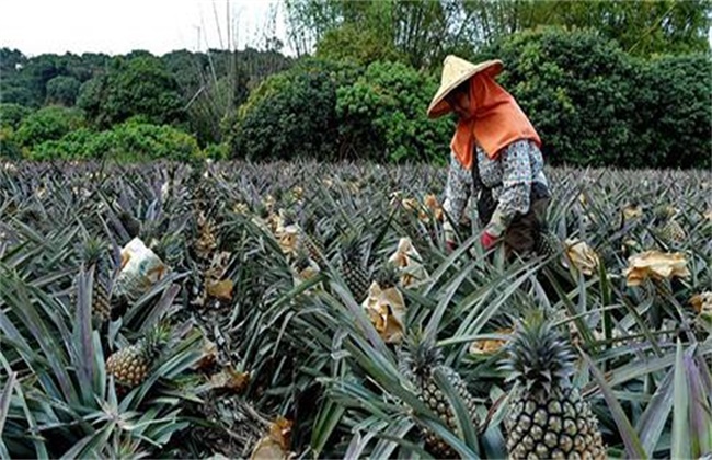 菠萝采收期注意些什么