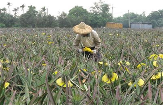 菠萝采收期注意些什么