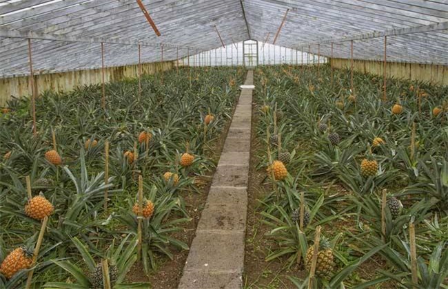 菠萝采收期注意些什么