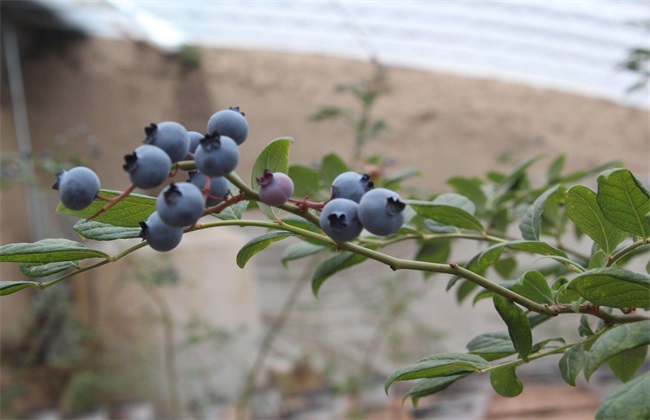 蓝莓高产栽培技术