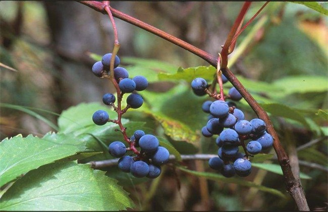 山葡萄栽植需要要注意什么