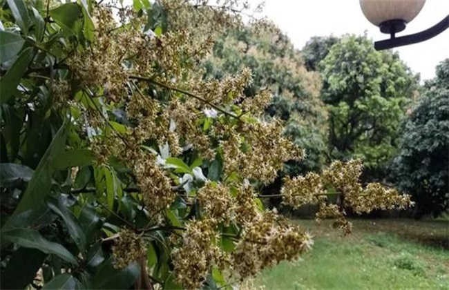 荔枝开花不结果解决办法