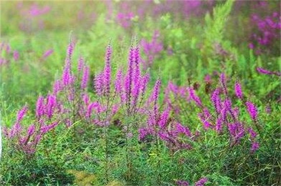 婚纱花怎么种植