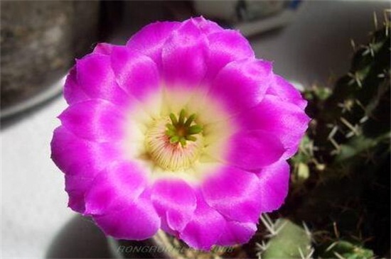 虎头梅怎么样养容易开花