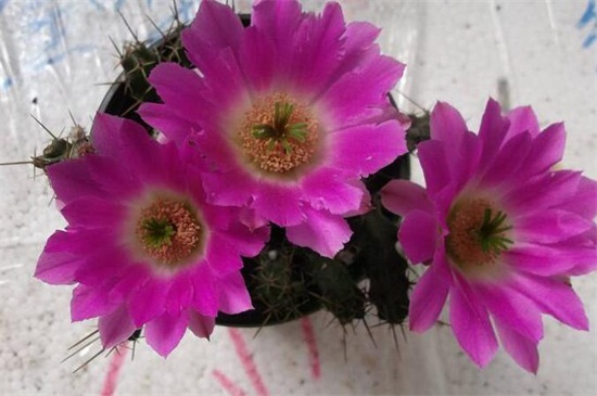 虎头梅怎么样养容易开花