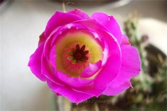 虎头梅怎么样养容易开花
