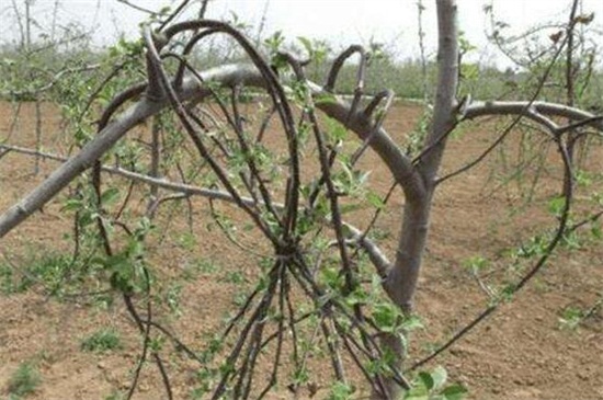 苹果树移栽后几年拉枝