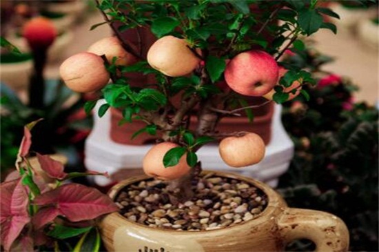 苹果树怎么样栽种