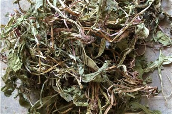 刚挖的蒲公英怎么晾晒，4个流程晾晒蒲公英