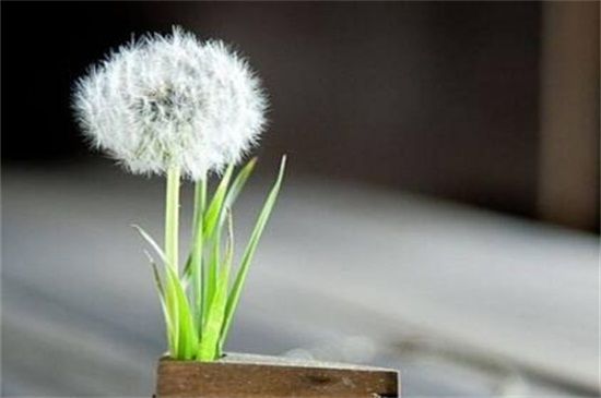 花盆蒲公英怎么种，这样子种植爆盆太简单了