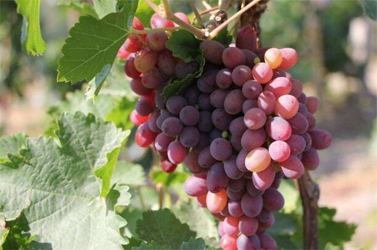 葡萄是啥季节成熟