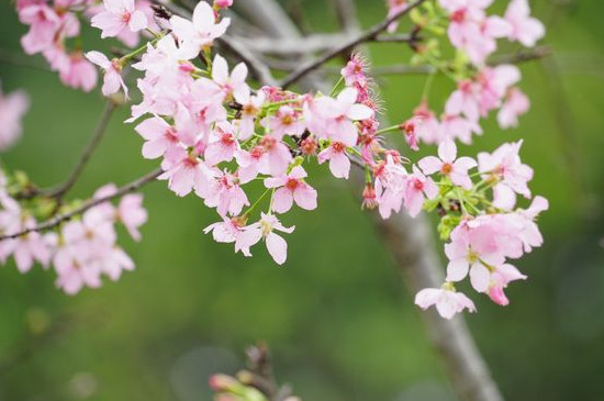 樱花是啥树的花
