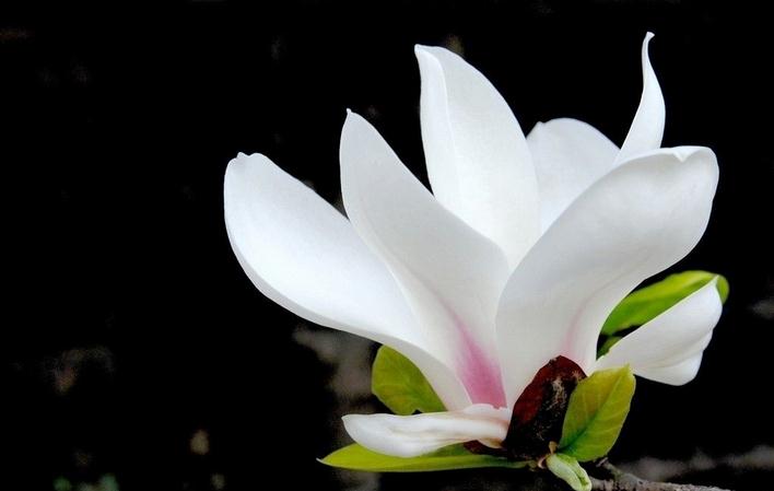 玉兰的养殖方法