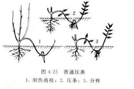 栀子花如何繁殖