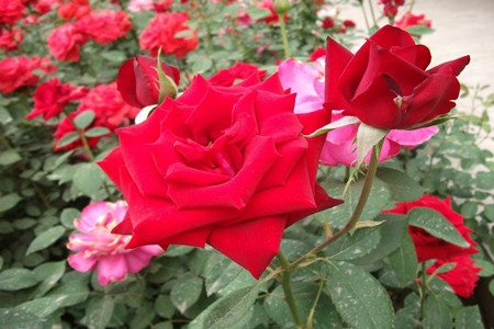 如何让盆栽月季开花不断