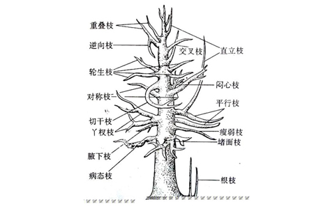 栀子花休眠期如何修剪