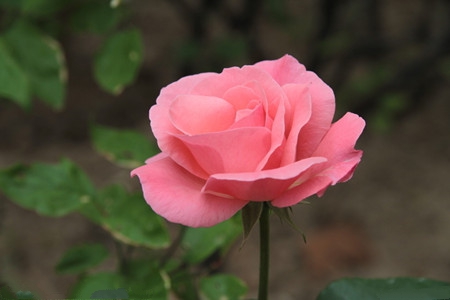 如何修剪月季花