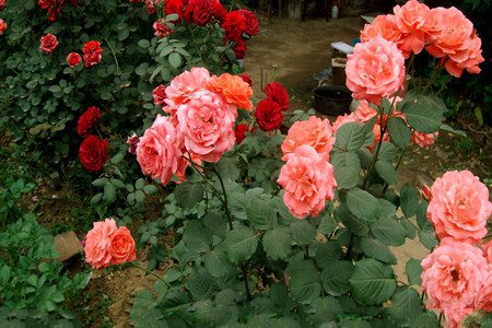 如何修剪月季花