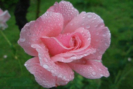 如何修剪月季花