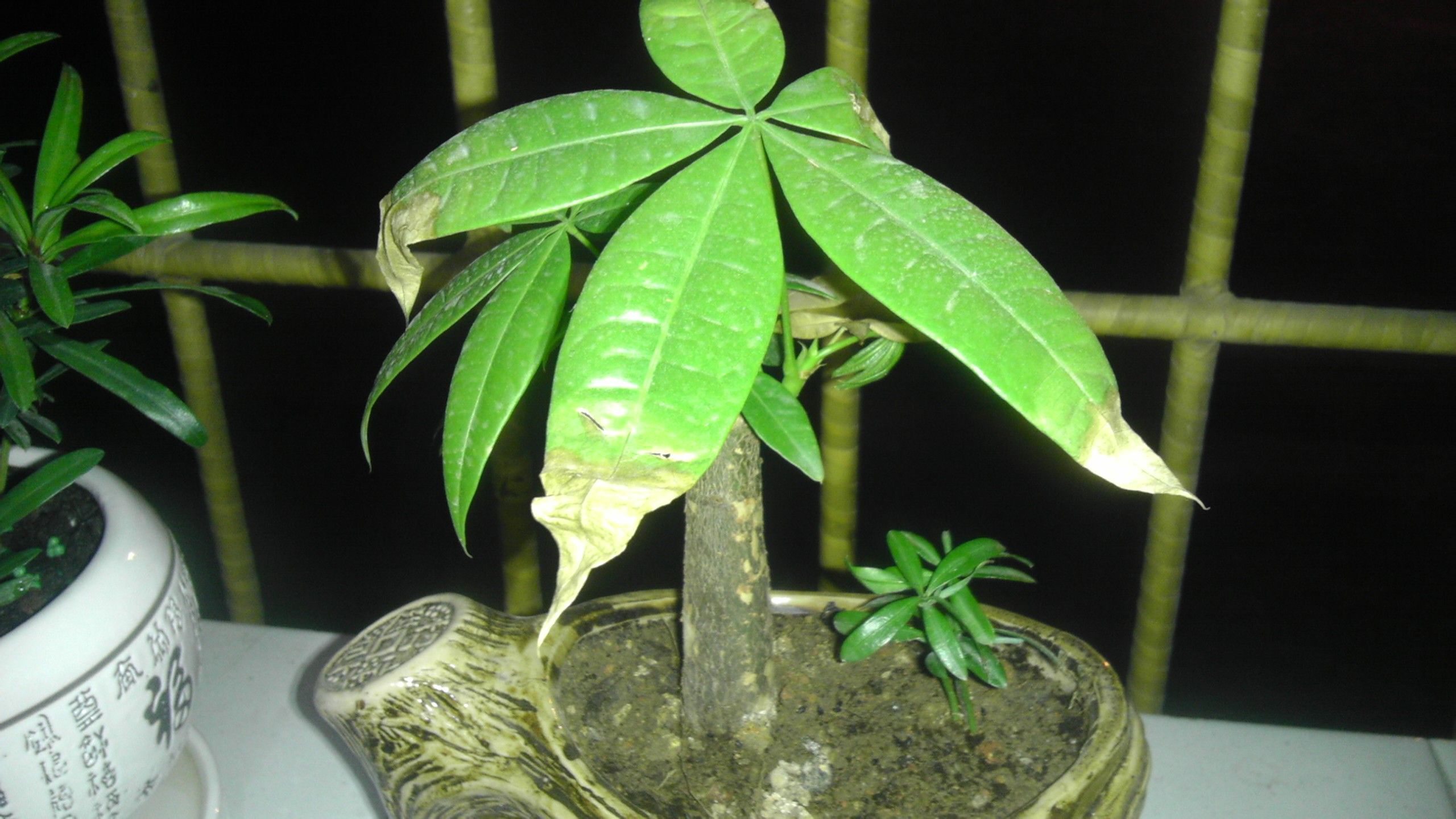 发财树冬天如何种植