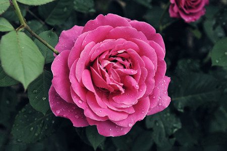 如何修剪月季花