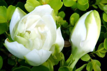 栀子花冬天如何种植