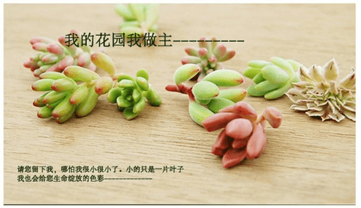 多肉植物徒长解决办法