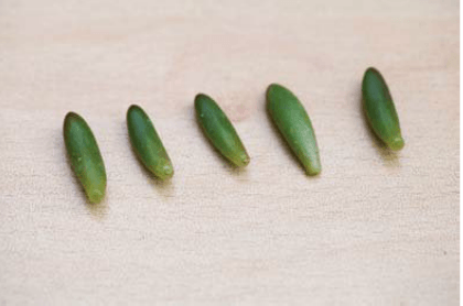 如何给多肉做好叶插繁殖