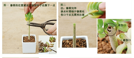 多肉植物徒长解决办法