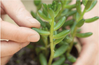 如何给多肉做好叶插繁殖