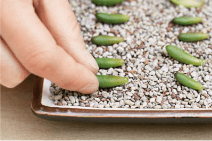 如何给多肉做好叶插繁殖