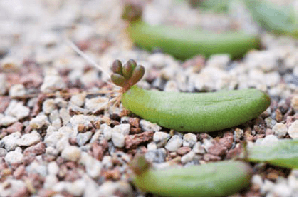 如何给多肉做好叶插繁殖