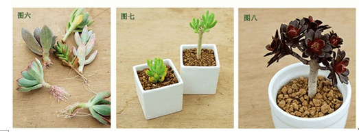 多肉植物徒长解决办法