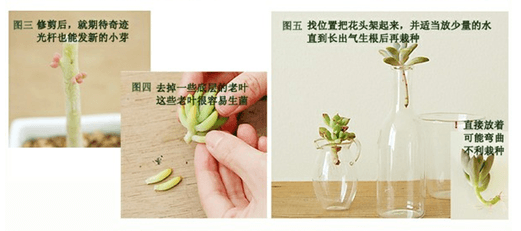 多肉植物徒长解决办法